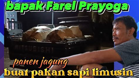 PAK JOKO PANEN JAGUNG MALAM INI RUMAH FAREL PRAYOGA YouTube