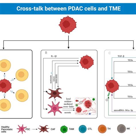 Cross Talk Between Pdac Cells And Tme Pdac Cells Have Been Shown To