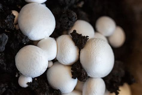 Best Mushroom Growing Kits For A Never Ending Supply