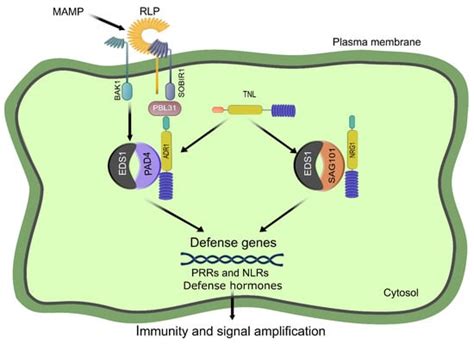 Ijms Free Full Text An Overview Of Prr And Nlr Mediated Immunities