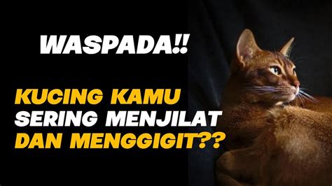 Suka Menjilat Dan Menggigit Inilah Alasan Kenapa Kucing Suka