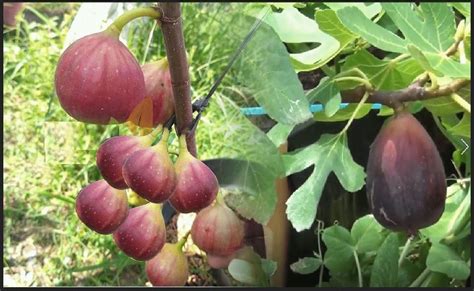 Cara Makan Buah Tin Keistimewaan Buah Tin Untuk Kesehatan Fokus