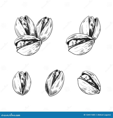 Vector Pistachios Hand Drawn Set Sketches Collection Isolated On