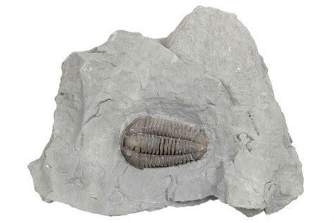 Prone Flexicalymene Trilobite Mt Orab Ohio For Sale