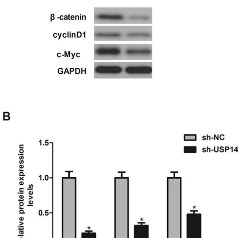 Downregulation Of Usp14 Suppresses The Activation Of The Wntb Catenin Download Scientific