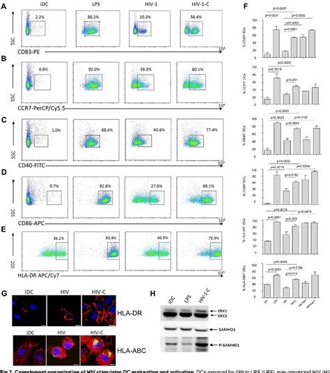 Figure From Complement Opsonized Hiv Overcomes Restriction In