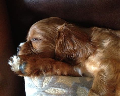 Introducing Aiden - the Cutest Little Puppy - Lyn Liao Butler