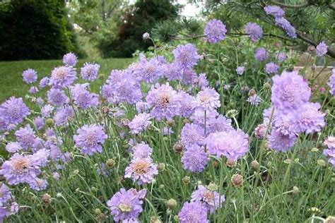 Scabiosa 'Butterfly Blue' (Pincushion Flower)