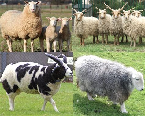 sheep, sheep breeds, list of sheep breeds, sheep breeds picture | Sheep ...