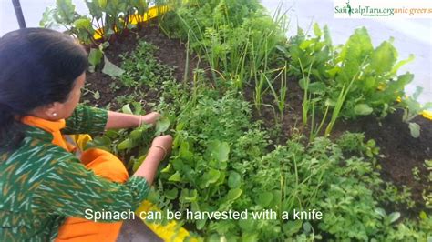 Harvesting Vegetables Youtube