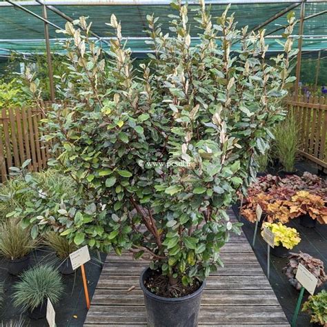 Elaeagnus X Ebbingei Compacta C20L 150 175 Tous Les Arbustes