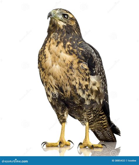 Young Black Chested Buzzard Eagle Stock Photo Image Of Species