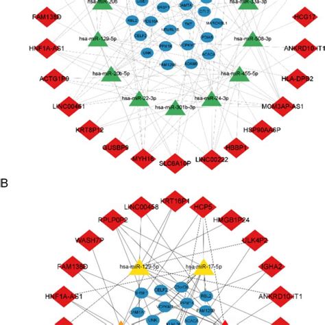 The Lncrna Mirna Mrna Cerna Network And Go Kegg Analysis Of Degs A