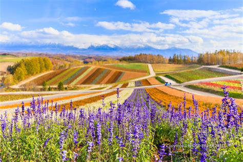 日本 北海道 美瑛 展望花畑 四季彩の丘。令人驚豔的秋色 J 爸的吃喝玩樂不全記錄 Udn部落格