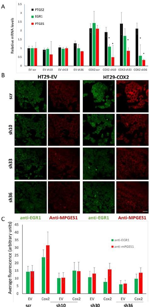 EGR1 Silencing Reduces The MPGES1 Up Regulation By COX2 A Relative