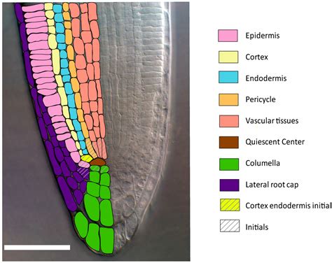 Ijms Free Full Text Spatial Regulation Of Root Growth Placing The