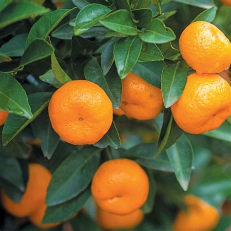 Seedless Japanese Mandarin