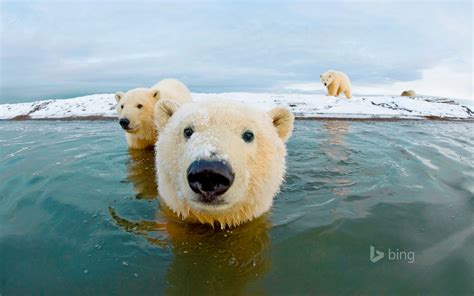 Polar Bears