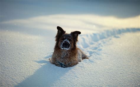 Nature Dog Snow Animals Wallpapers Hd Desktop And Mobile Backgrounds