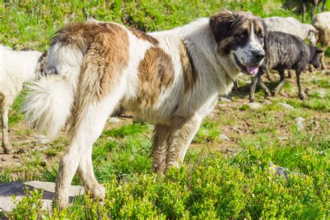 Romanian Dog Breeds The Smart Dog Guide