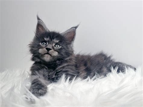 Nikomacoon S Talasio Maine Coon Black Smoke Nikomacoon S Cattery