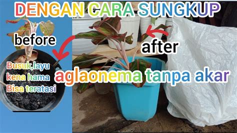 Cara Menanam Aglaonema Dengan Cara Sungkup Tanpa Akar YouTube