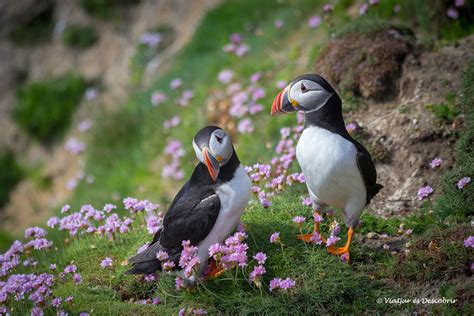 D Nde Ver Frailecillos En Irlanda Las Islas Saltee Viajar Es Descubrir