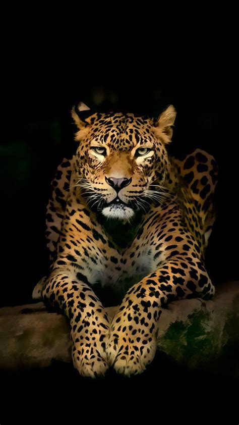 8k Ultra Hd Animal Wallpapers Top Free 8k Ultra Hd Animal Backgrounds