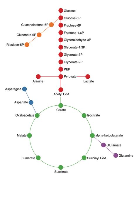 Metabolism Diagram