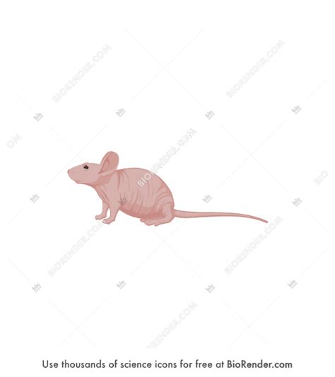 Free Mouse Hairless Icons Symbols And Images Biorender