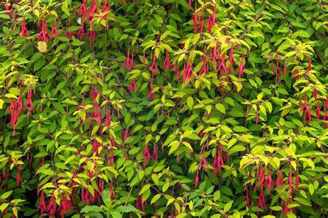 Fuchsia Flower Growing Guides, Tips, and Information