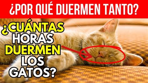 Cu Ntas Horas Al D A Duerme Un Gato Descubre Ahora Por Qu Duermen