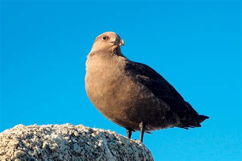 South Polar Skua Audubon Field Guide