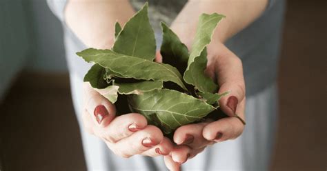 Les Bienfaits Des Feuilles De Laurier Sant