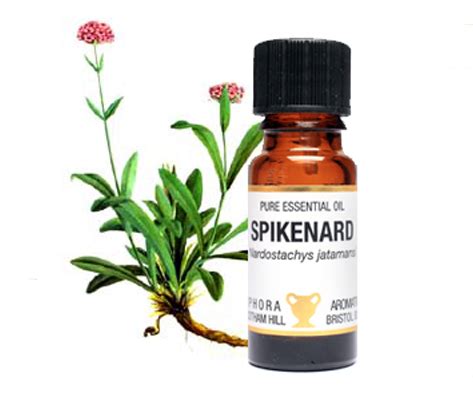 Spikenard-Essential-Oil | Health Benefits