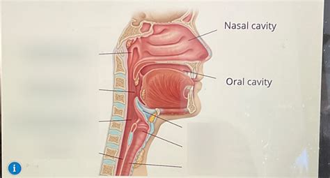 Upper respiratory tract Diagram | Quizlet