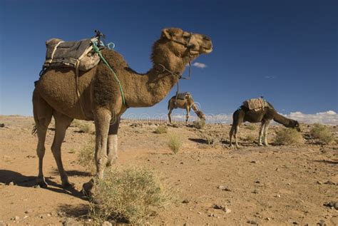 Camelos Marroquinos No Deserto Foto De Stock Imagem De Camelos