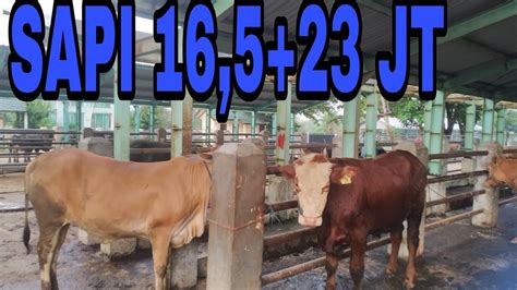 Sapi Harga Juta Di Pasar Sapi Pelaihari Tanah Laut Kalimantan