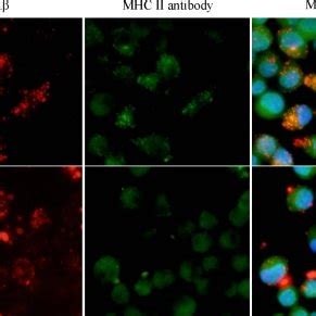 In Order To Examine Microglia Mhc Ii A Peptide Complex Formation On