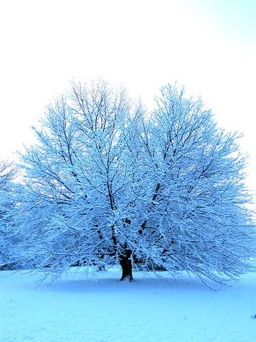 Winter Snow Tree Stanley Zimny Thank You For Million Views Flickr