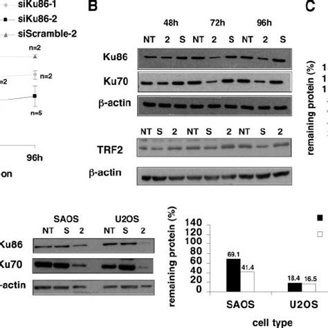 A Quantification Of Ku86 Protein Levels Corrected By Actin Levels At Download Scientific