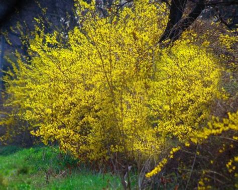 Fast Growing Forsythia Bushes Bring Summer Color to the Garden