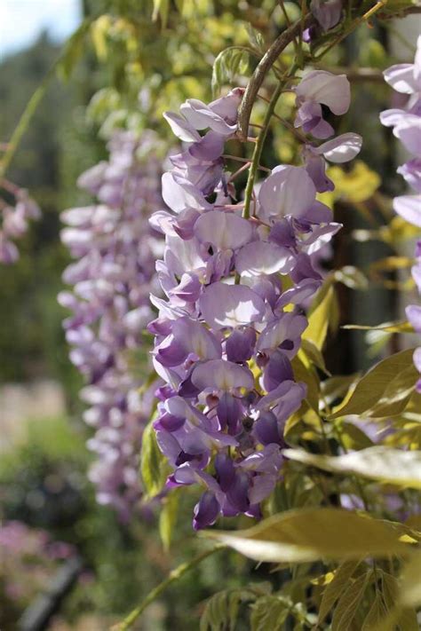 Glicinia Planta Cuidados Esenciales Para Una Floración Exuberante