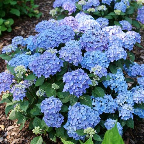 Let S Dance Lovable Hydrangea Sooner Plant Farm