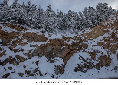 Beautiful Snowy Evergreen Forest Trees Snow Stock Photo 1646583862 ...