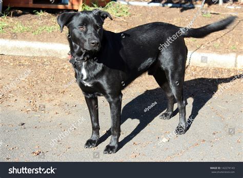 Shiny Coated Black Labrador Cross Kelpie Stock Photo 142274143 | Shutterstock