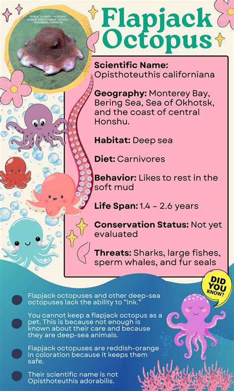 Flapjack Octopus Meet The Cutest Octopus In The Ocean