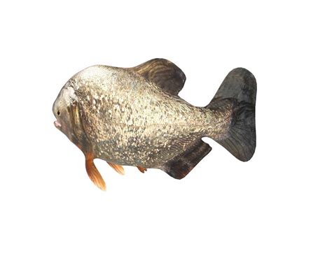 piranha  model  dstudio