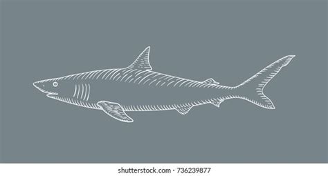 214 Bull Shark Sketch Royalty-Free Images, Stock Photos & Pictures ...