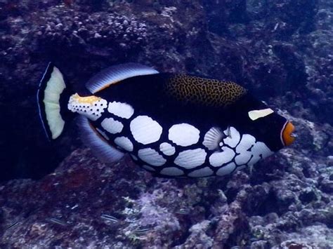 Triggerfish and Filefish Identification Guide | Snorkeling Report